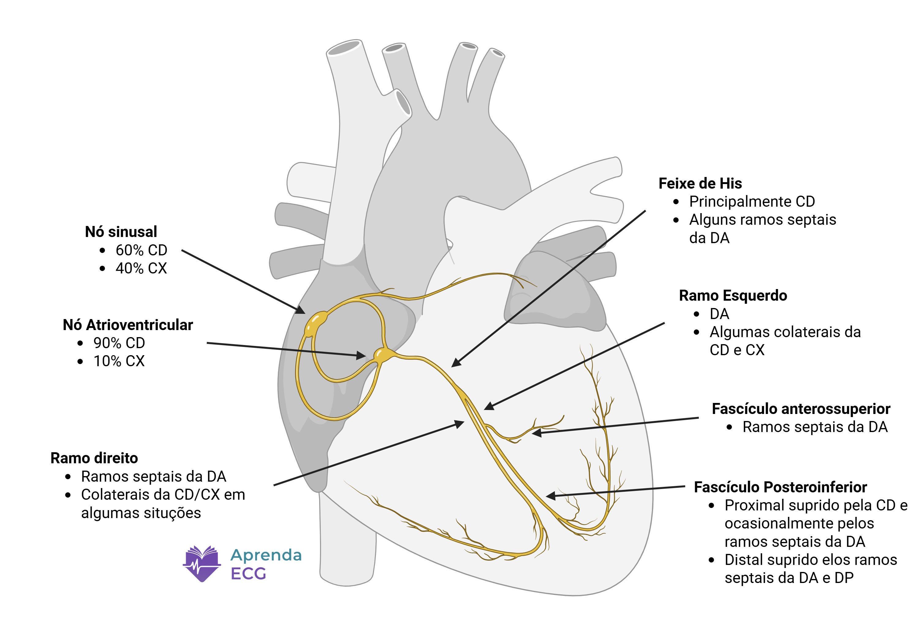 Vascularização do sistema de condução cardíaco demonstrando irrigação do nó sinusal, nó atrioventricular e feixe de His